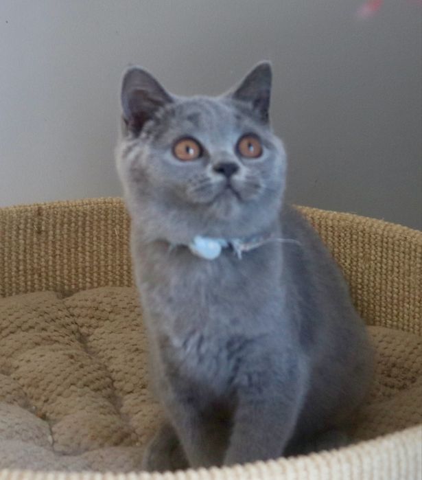 Koteczka niebieska brytyjska z Rodowodem FPL