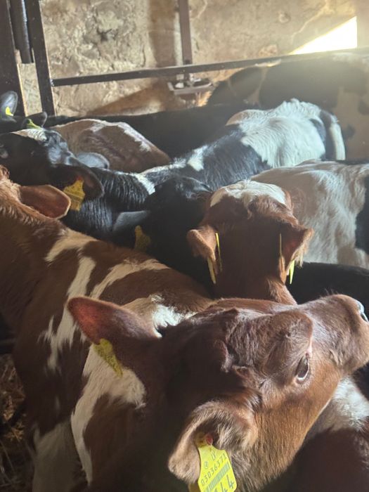 Sprzedam cielaki mięsne z odpajalni 20szt