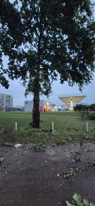 Wycinka drzew, frezowanie pni i karczowanie terenu!