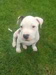 American Stafordshire Terrier