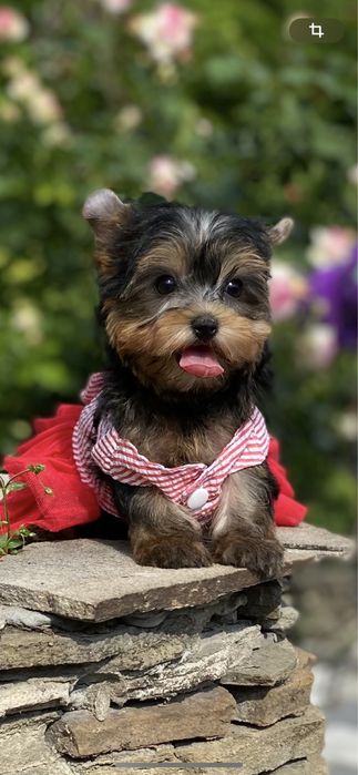 Кукольная  мини девочка