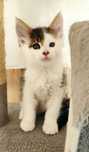 Maine Coon - kocurek Calico [tricolor]