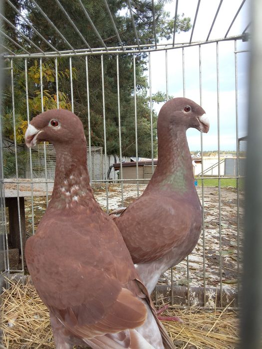 Garbonosy Wystawowe Niemieckie