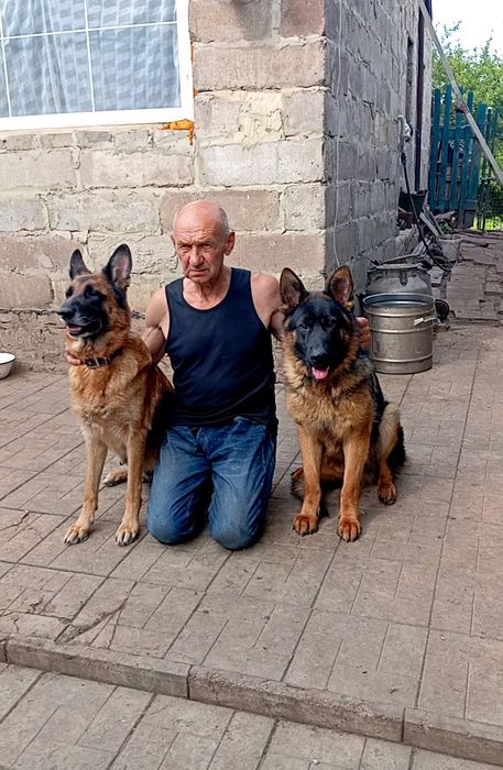 Питомник предлогает щенков нем овчарки.