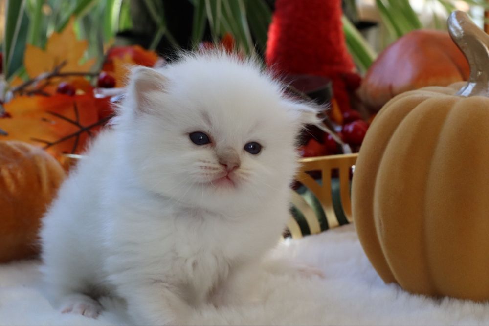 Dolla kotka Ragdoll rodowód Fpl. Idealny do felinoterapi.