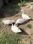 Vendo casal de patos pequim