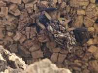 Skorpiony Centruroides bicolor Wroclaw