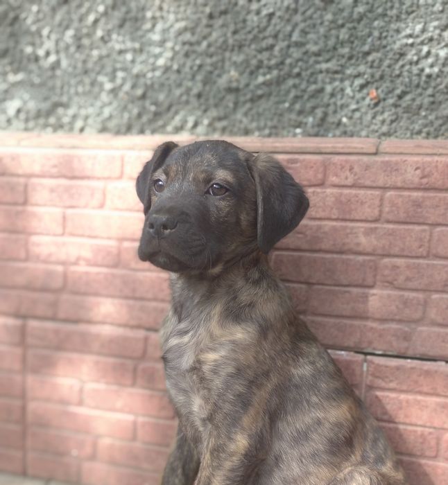 Кана Корса +Стаф щенок