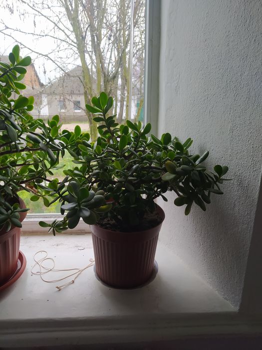 Продаю денежное дерево (толстянка)