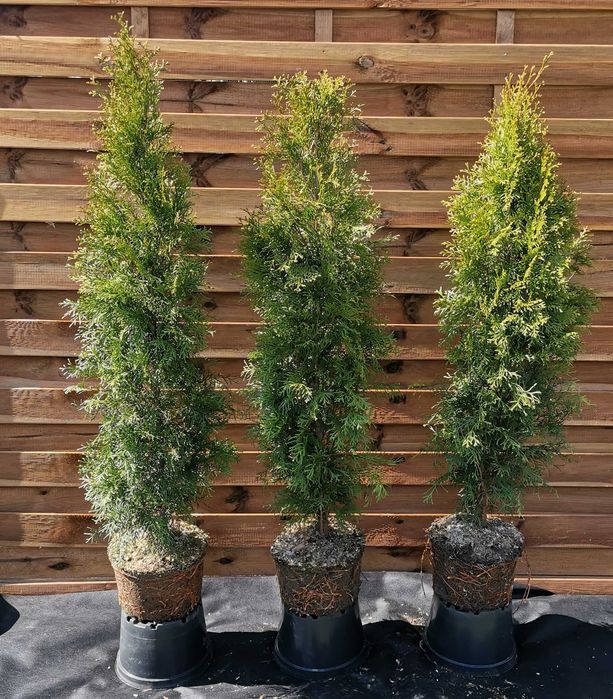 Thuja Smaragd Szmaragd zagęszczana sadzenie transport 100% przyjęcia