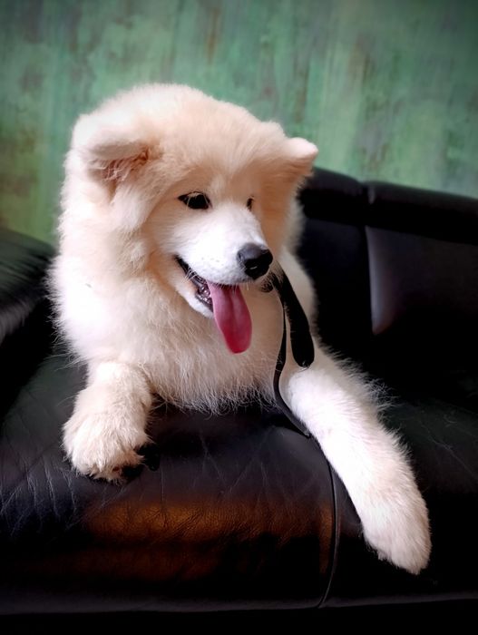 Samoyed - ostatnia!