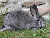 Piękny królik - samica