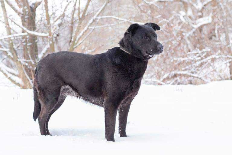 Чернушка шукає родину