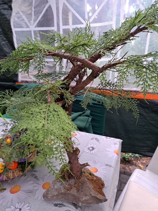 Bonsai który wyglądem broni się sam .