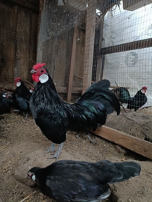 Продам! білоухий бентам.