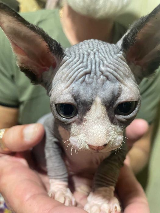 Кот породы Эльф Страйт тёмного окраса