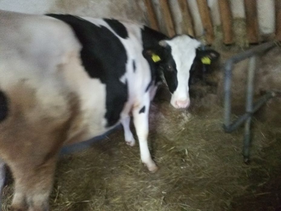 Sprzedam jałówke .