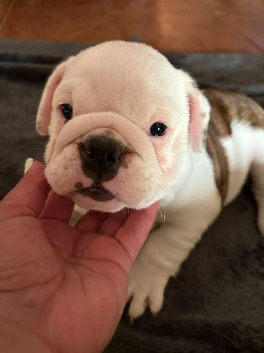 Femea Bulldog Ingles c/Lop