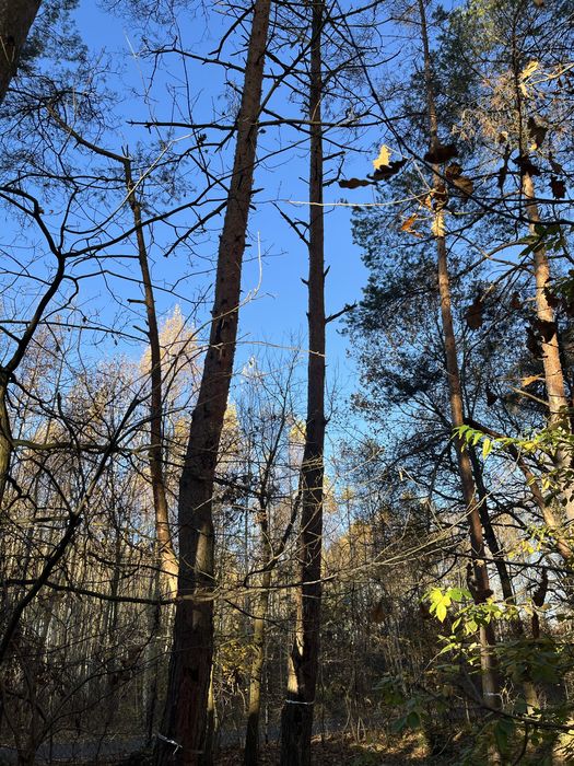 Drewno za wycinkę, Skierniewice