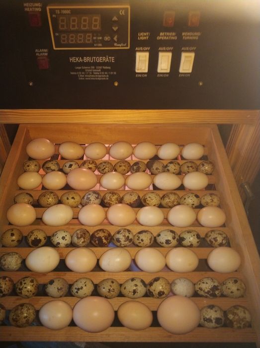 Jaja lęgowe przepiórki japońskiej