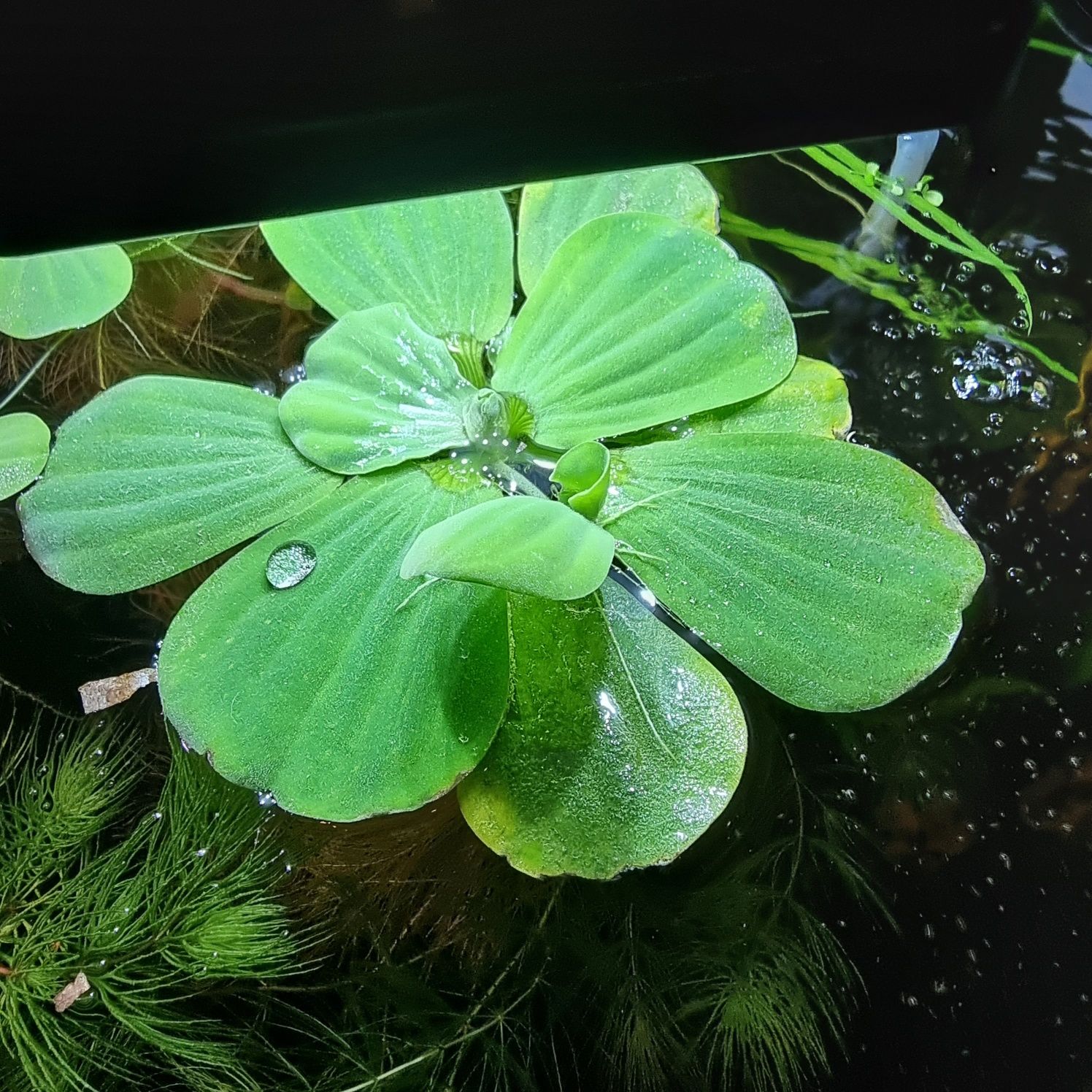 PISTIA, roślina akwariowa