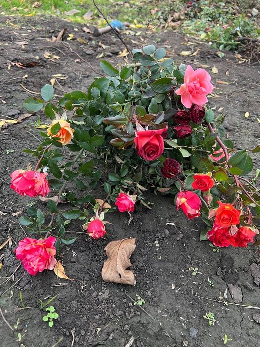 Саджанці троянд набори Ч/Г і Спрей