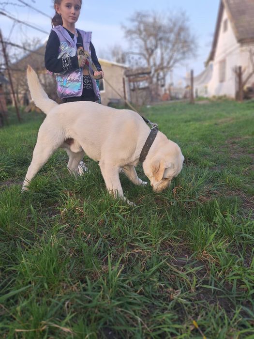 Лабрадор Ретрівер Палевий, в'язка. Шукає нівесту