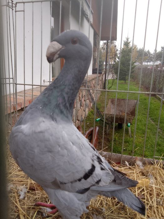 Garbonosy Wystawowe Niemieckie