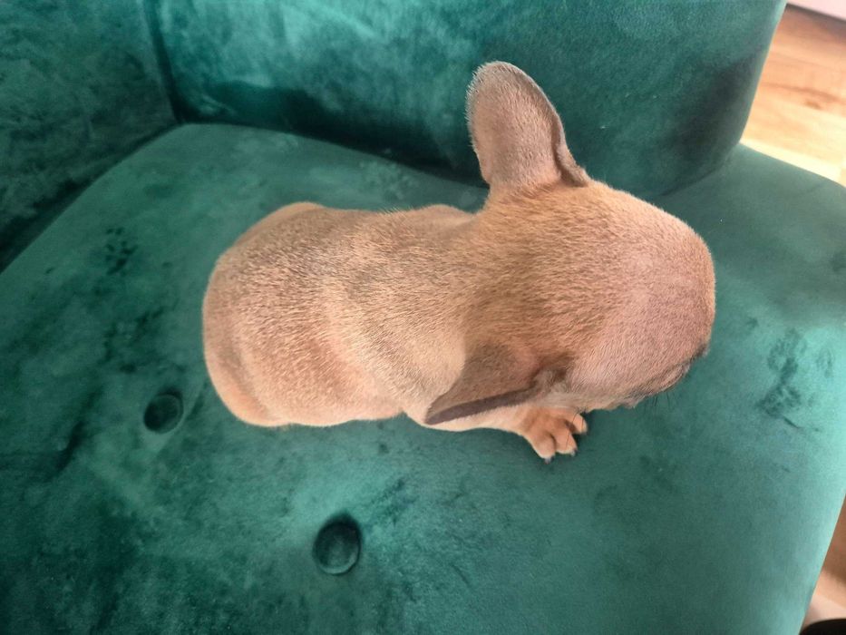 Buldog francuski sable piesek