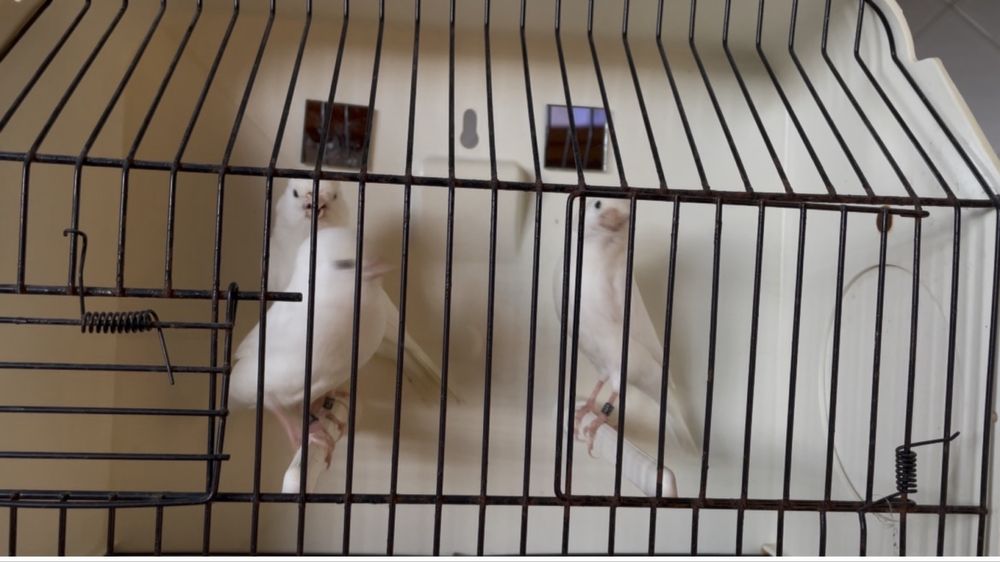 Canario branco recisivo