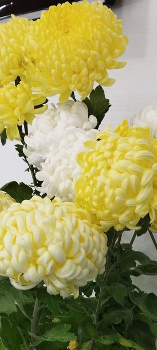 Хризантема крупноголова , Декоративні рослини