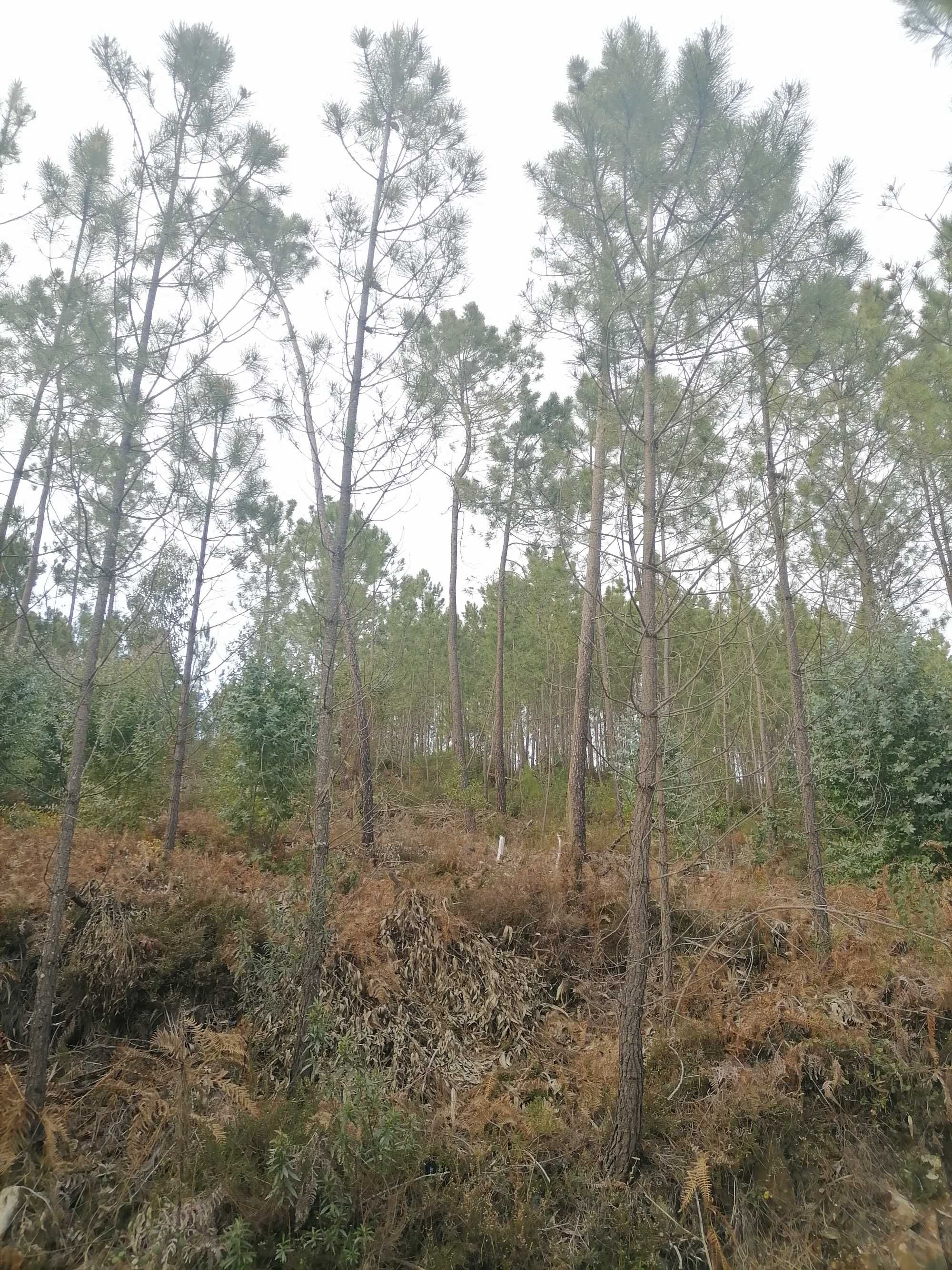 Terreno com eucaliptos e Pinhal 11800m2