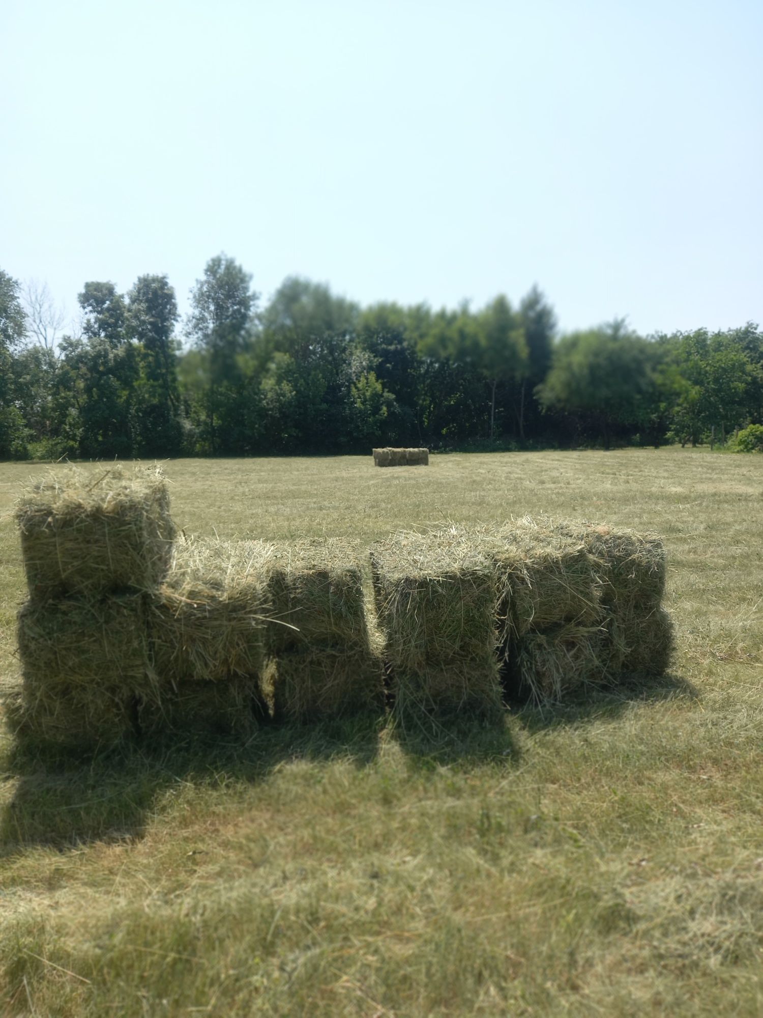 Сіно лугове в тюках