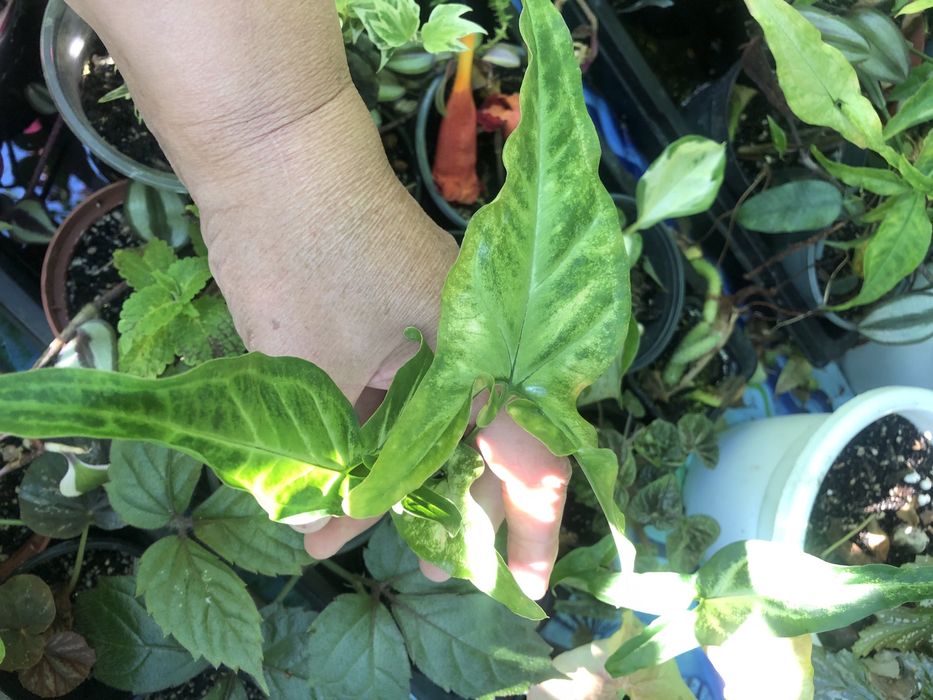 Хризантема коралова у вигляді ромашки.Кімнатні квіти різні