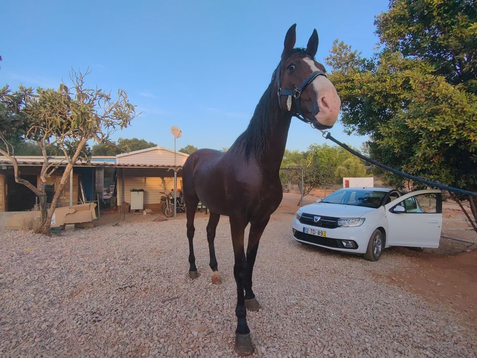 Cavalo muito meigo e capado