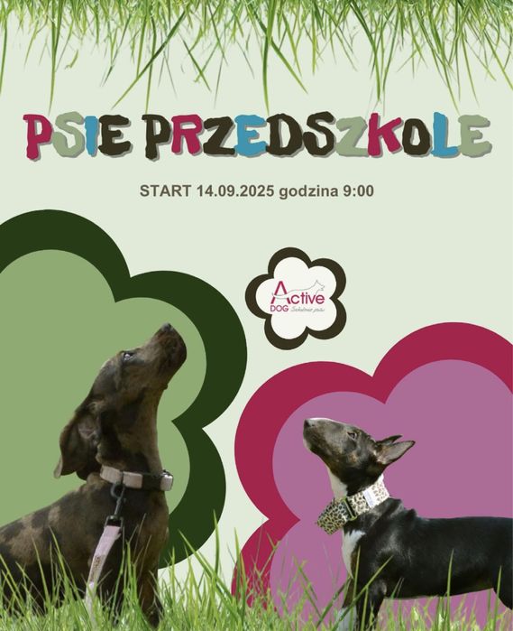 Active Dog- Szkolenie psów HOTEL, GROOMER
