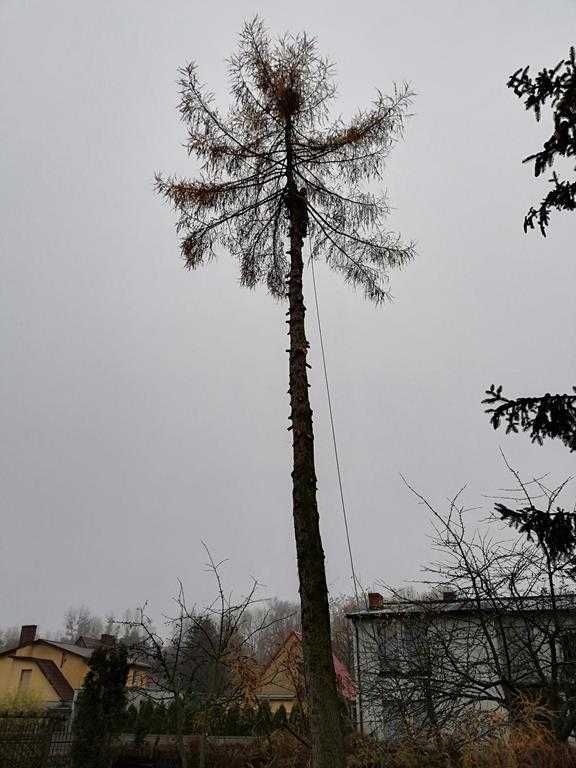 Wycinka drzew,rębak do gałęzi,FREZOWANIE PNI,podnośnik koszowy