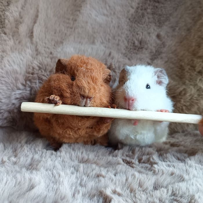 Świńka US Teddy cavia domowa