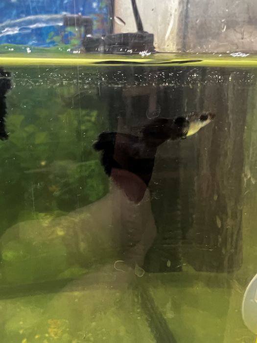 Продаються Гуппі чорний монах та чорний принц