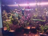 Plantas  aquário