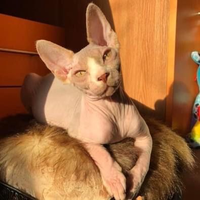 Канадские сфинксы