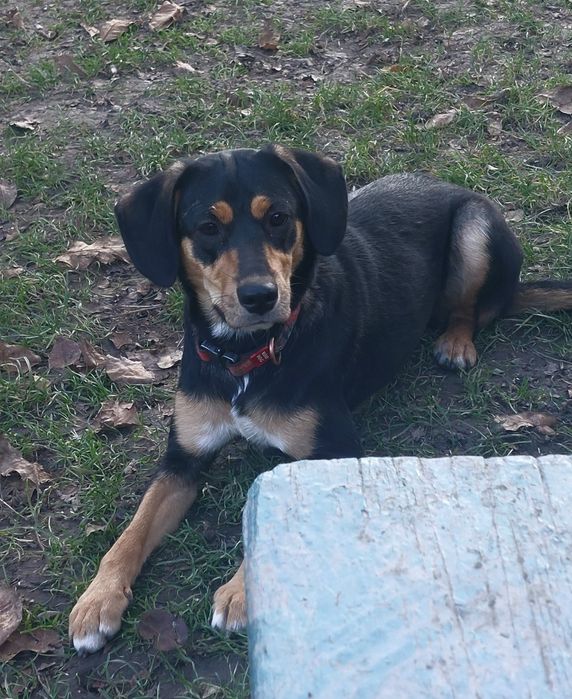 Подаруємо милу собачку