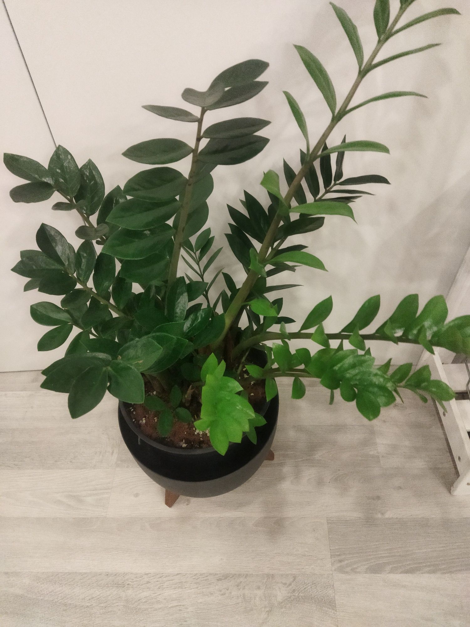 Заміакулькас Zamioculcas Замиакулькас Денежное дерево Доларовое