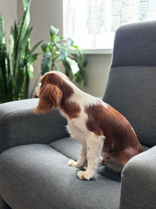 Cavalier piesek z rodowodem ZKwP FCI