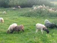 Продам вівці  на розведення
