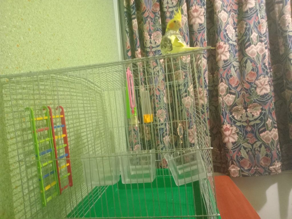 Клетка для попугаев с аксесуарами
