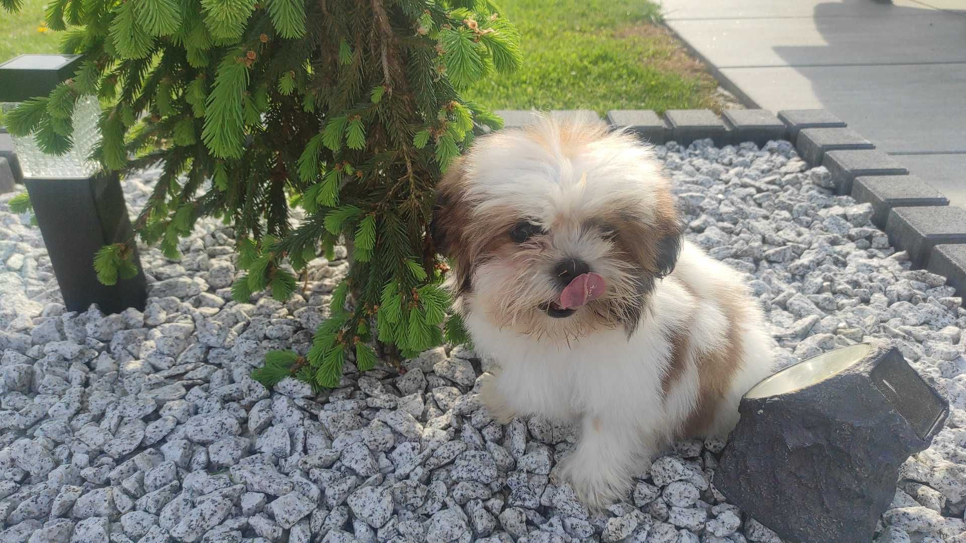 Shih Tzu chłopczyk tricolor