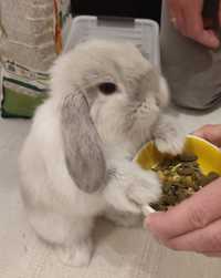 Królik Mini Lop syjam