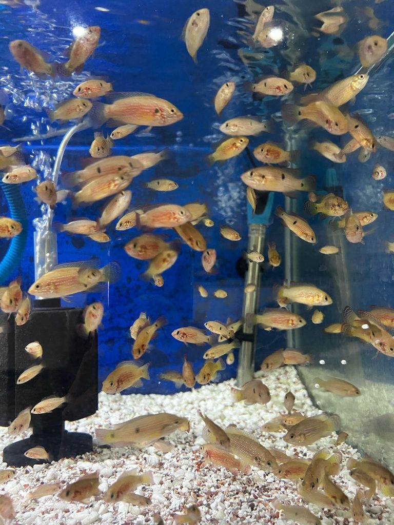 Ciclídeo Jóia (Hemichromis bimaculatus)