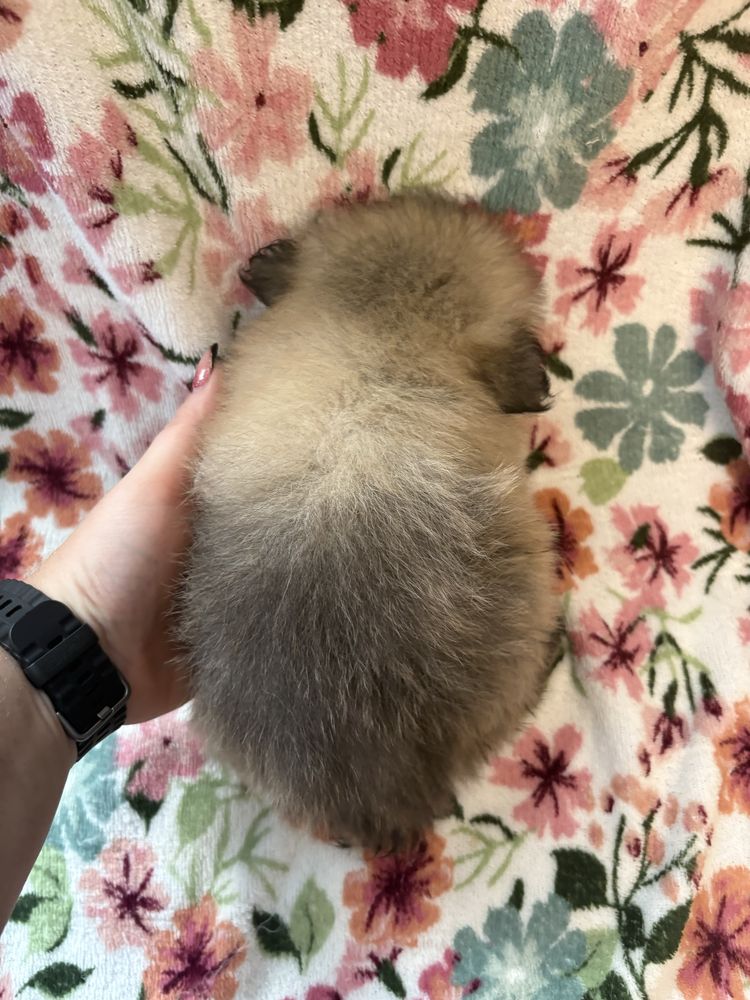 Pomeranian XXS miniaturka piesek do odbioru